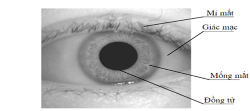 Nhận diện bằng sinh trắc học mống mắt | Khoa Điện - Điện Tử - Đại học ...